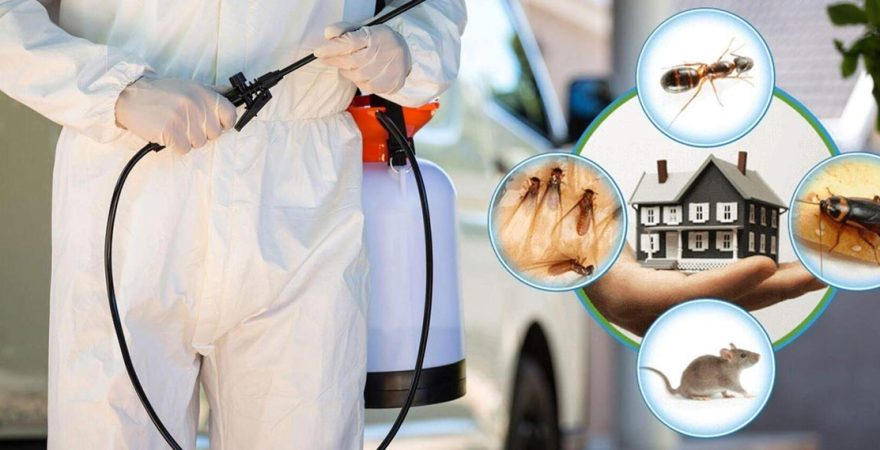 Ilıpınar Böcek İlaçlama