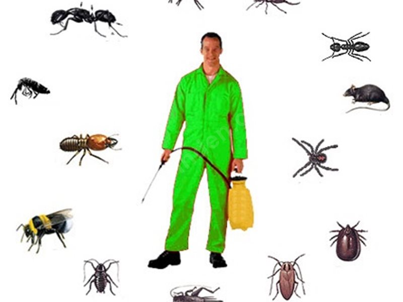 Ilıpınar Böcek İlaçlama